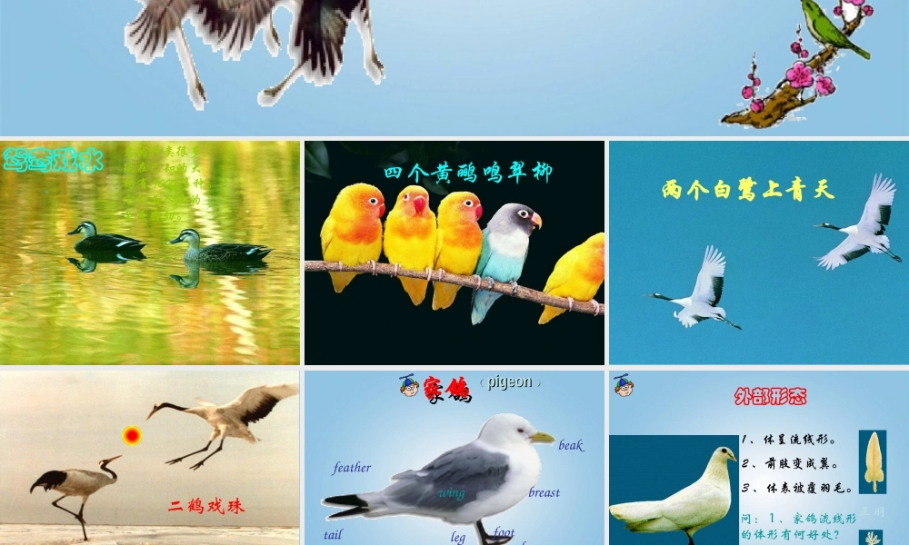 青岛小学科学三下《16 它们都是鸟》PPT课件 (7).ppt
