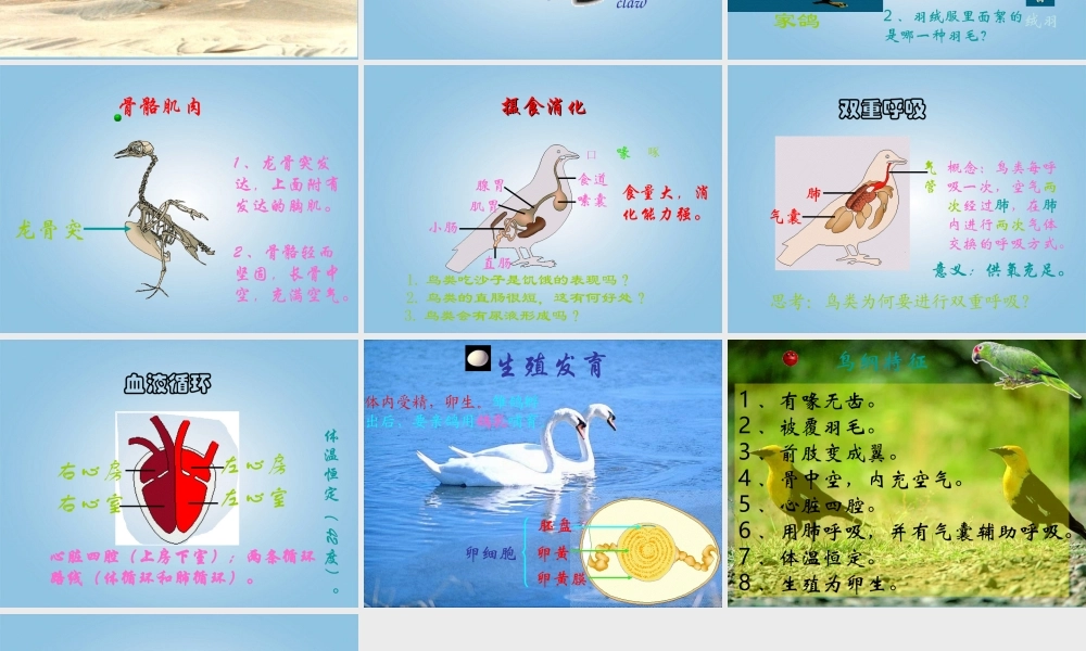 青岛小学科学三下《16 它们都是鸟》PPT课件 (7).ppt