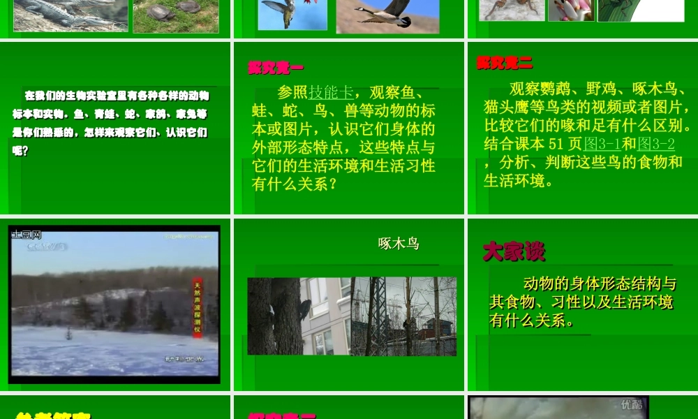 青岛小学科学三下《18 多样的动物》PPT课件 (2) .ppt