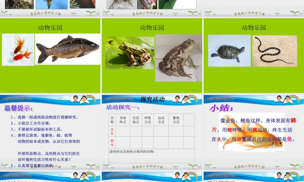 青岛小学科学三下《18 多样的动物》PPT课件 (1) .ppt