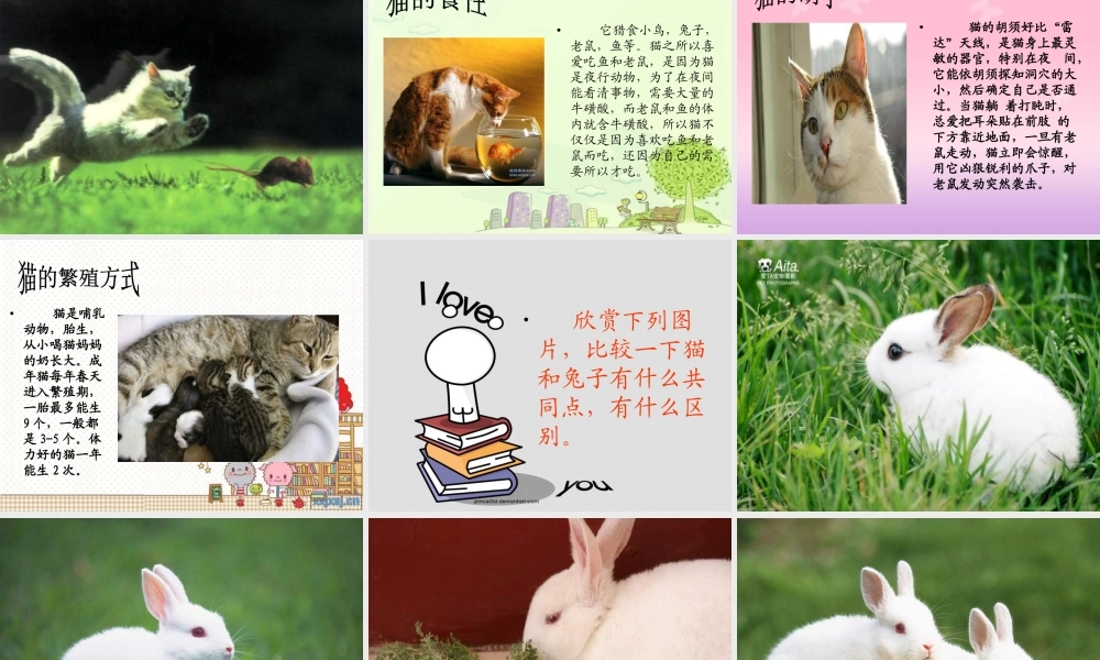 青岛小学科学三下《17 猫和兔》PPT课件 (2).ppt