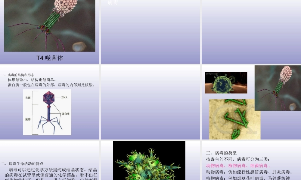 青岛小学科学五上《1 病毒》PPT课件 (1) 【虚拟宝库网www.xunibaoku.com】.ppt