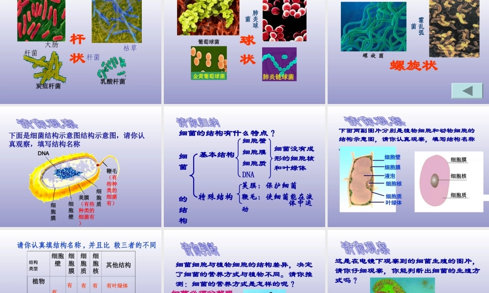 青岛小学科学五上《2 细菌》PPT课件 (3) 【虚拟宝库网www.xunibaoku.com】.ppt