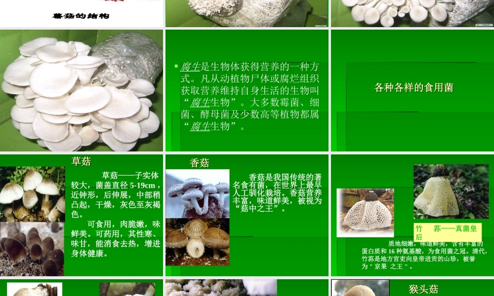 青岛小学科学五上《3 食用菌》PPT课件 (3)【虚拟宝库网www.xunibaoku.com】.ppt