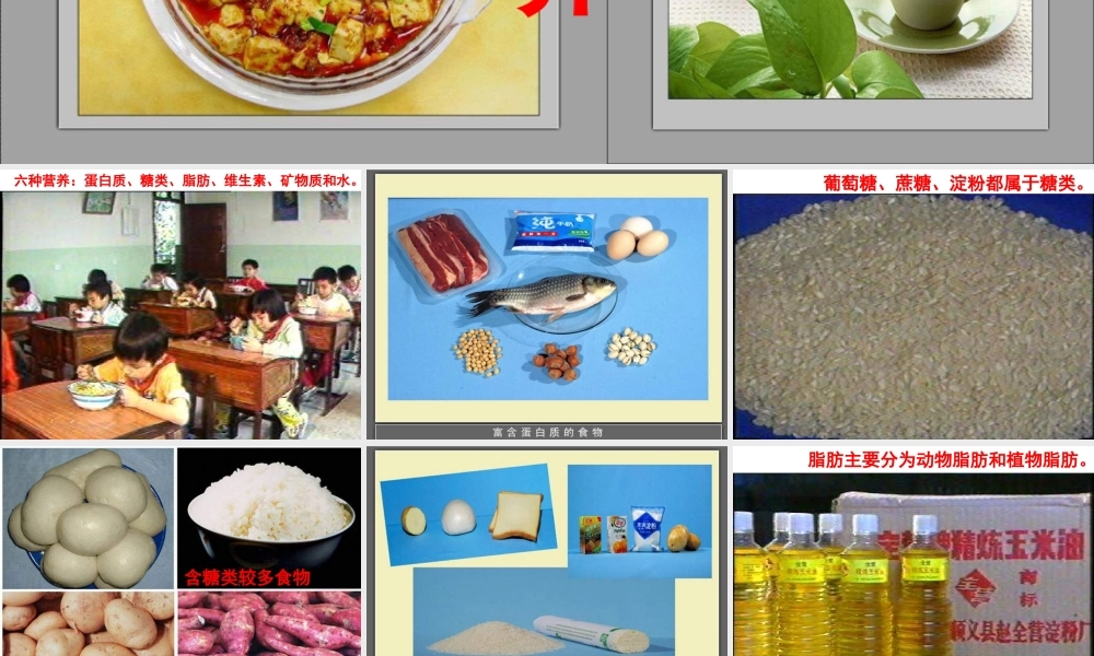 青岛小学科学五上《5 我们的营养》PPT课件 (1)【虚拟宝库网www.xunibaoku.com】.ppt