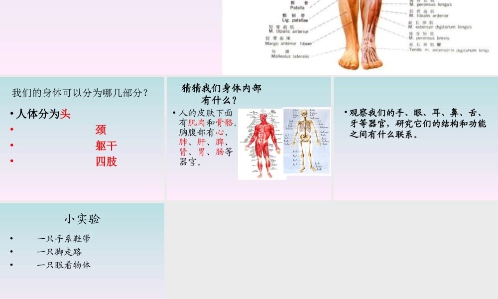 青岛小学科学五上《4 我们的身体》PPT课 件 (2)【虚拟宝库网www.xunibaoku.com】.ppt