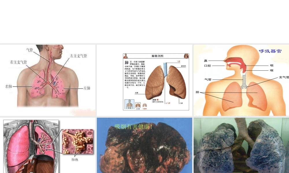 青岛小学科学五上《7 我们的呼吸》PPT课 件 (1) 【虚拟宝库网www.xunibaoku.com】.ppt
