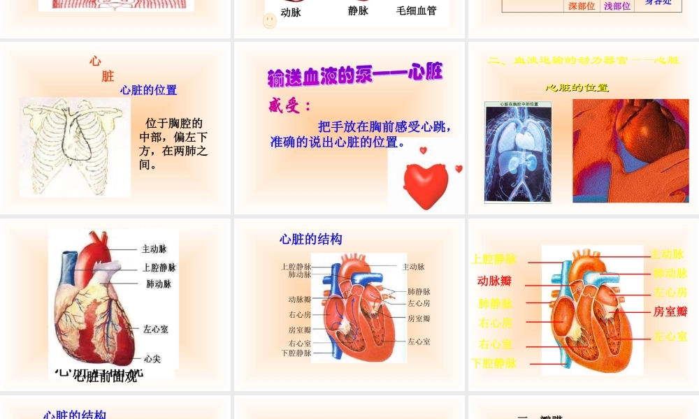 青岛小学科学五上《8 心脏和血管》PPT课件 (1) 【虚拟宝库网www.xunibaoku.com】.ppt