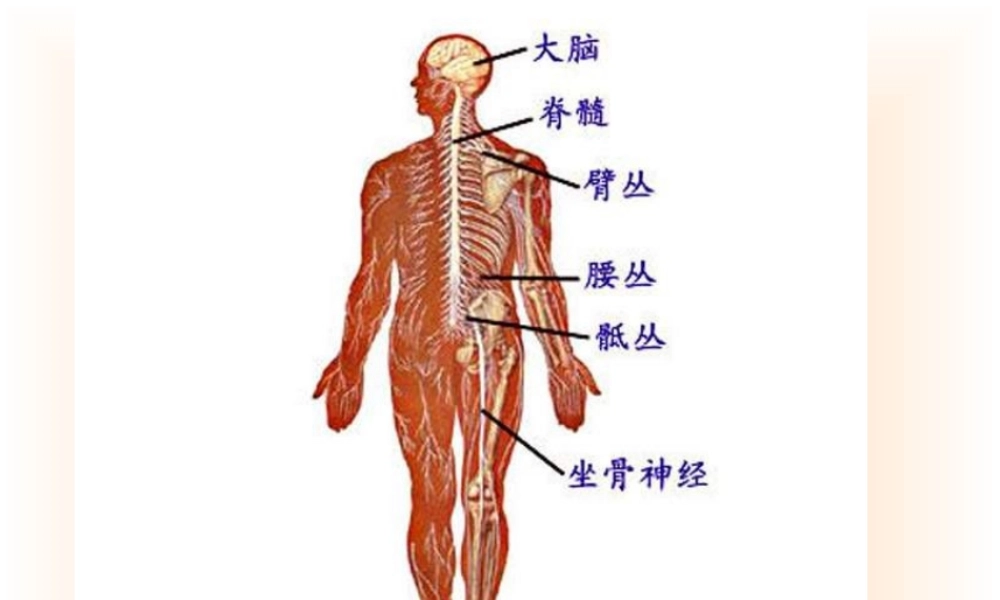青岛小学科学五上《9 脑与神经》PPT课 件 (6) 【虚拟宝库网www.xunibaoku.com】.ppt