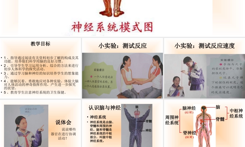 青岛小学科学五上《9 脑与神经》PPT课 件 (6) 【虚拟宝库网www.xunibaoku.com】.ppt