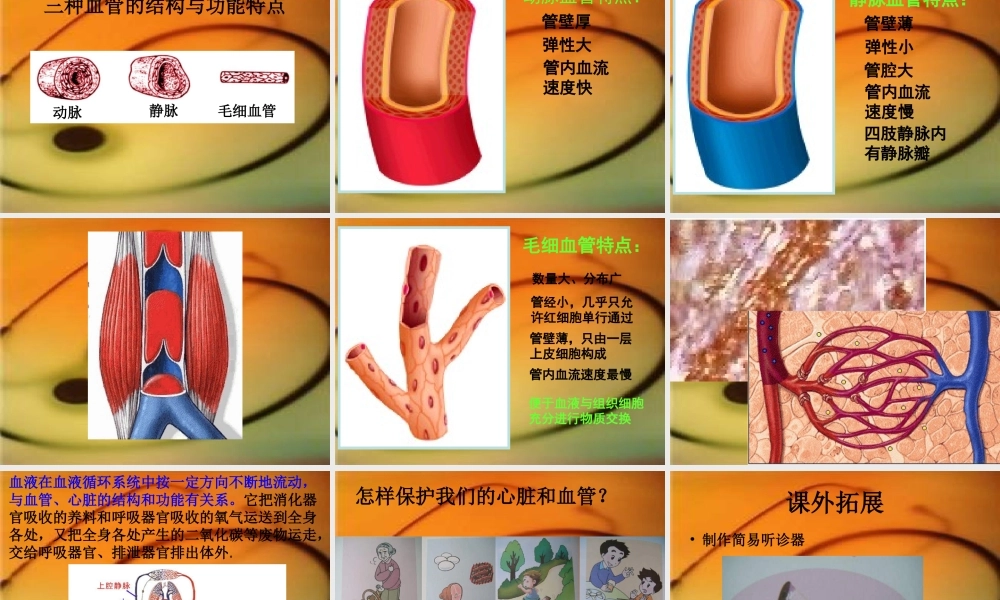 青岛小学科学五上《8 心脏和血管》PPT课件 (3) 【虚拟宝库网www.xunibaoku.com】.ppt