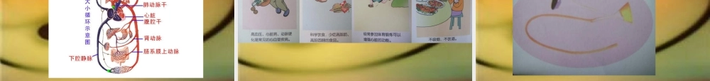 青岛小学科学五上《8 心脏和血管》PPT课件 (3) 【虚拟宝库网www.xunibaoku.com】.ppt