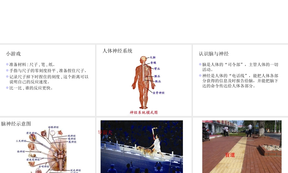 青岛小学科学五上《9 脑与神经》PPT课 件 (4) 【虚拟宝库网www.xunibaoku.com】.ppt