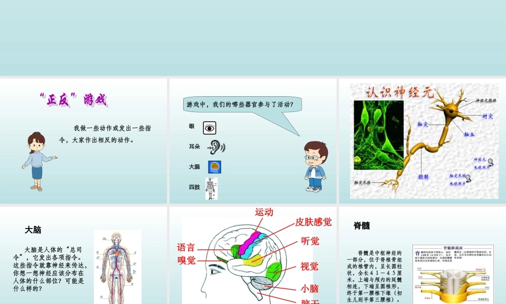 青岛小学科学五上《9 脑与神经》PPT课 件 (3) 【虚拟宝库网www.xunibaoku.com】.ppt
