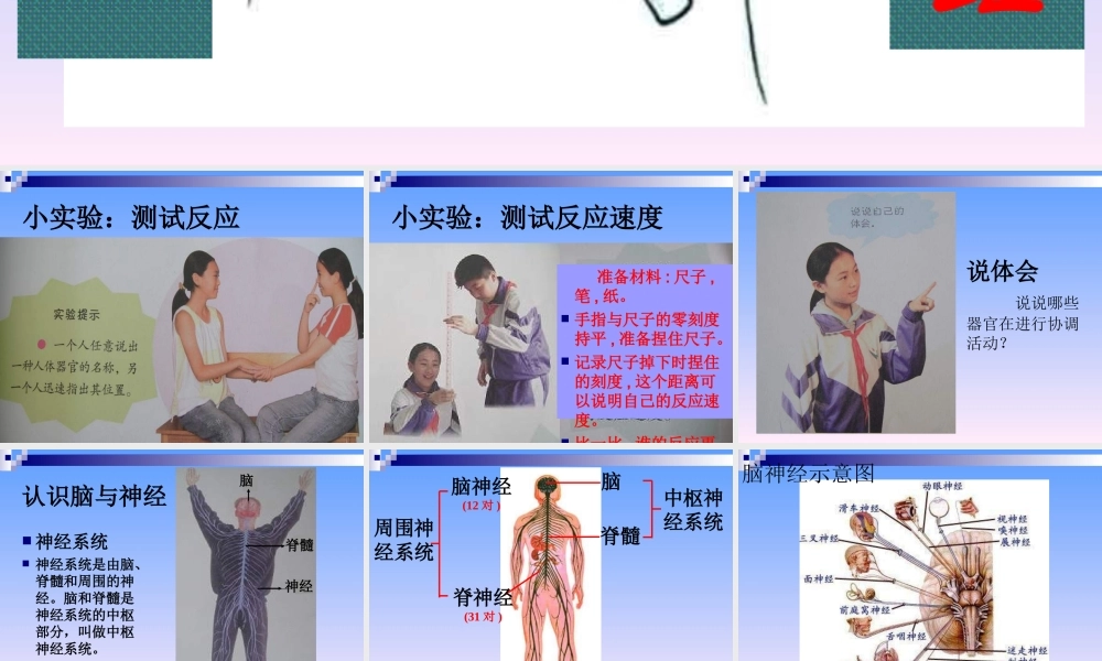 青岛小学科学五上《9 脑与神经》PPT课 件 (5) 【虚拟宝库网www.xunibaoku.com】.ppt