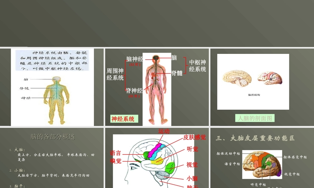 青岛小学科学五上《9 脑与神经》PPT课 件 (2) 【虚拟宝库网www.xunibaoku.com】.ppt