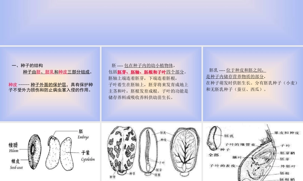青岛小学科学五下《10.种子发芽了》PPT课件 (5) .ppt