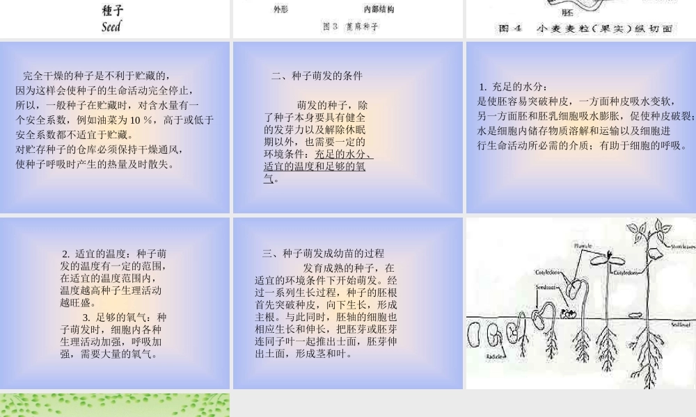 青岛小学科学五下《10.种子发芽了》PPT课件 (5) .ppt