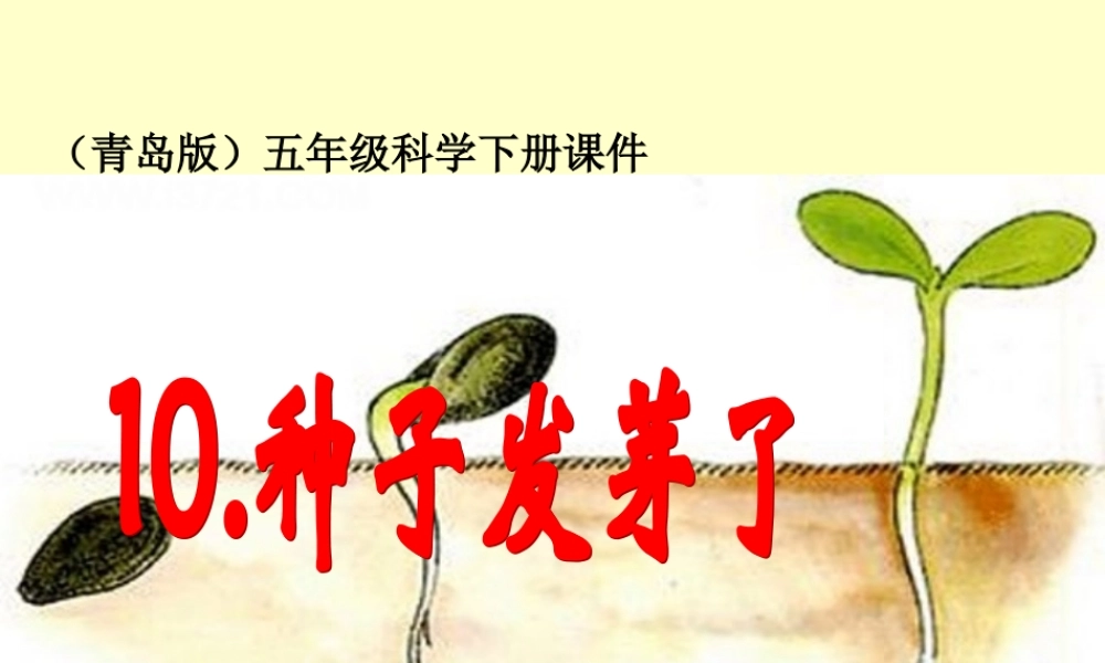 青岛小学科学五下《10.种子发芽了》PPT课件 (6) .ppt