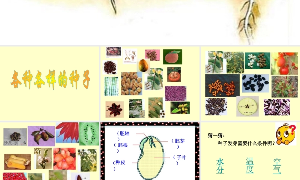 青岛小学科学五下《10.种子发芽了》PPT课件 (6) .ppt