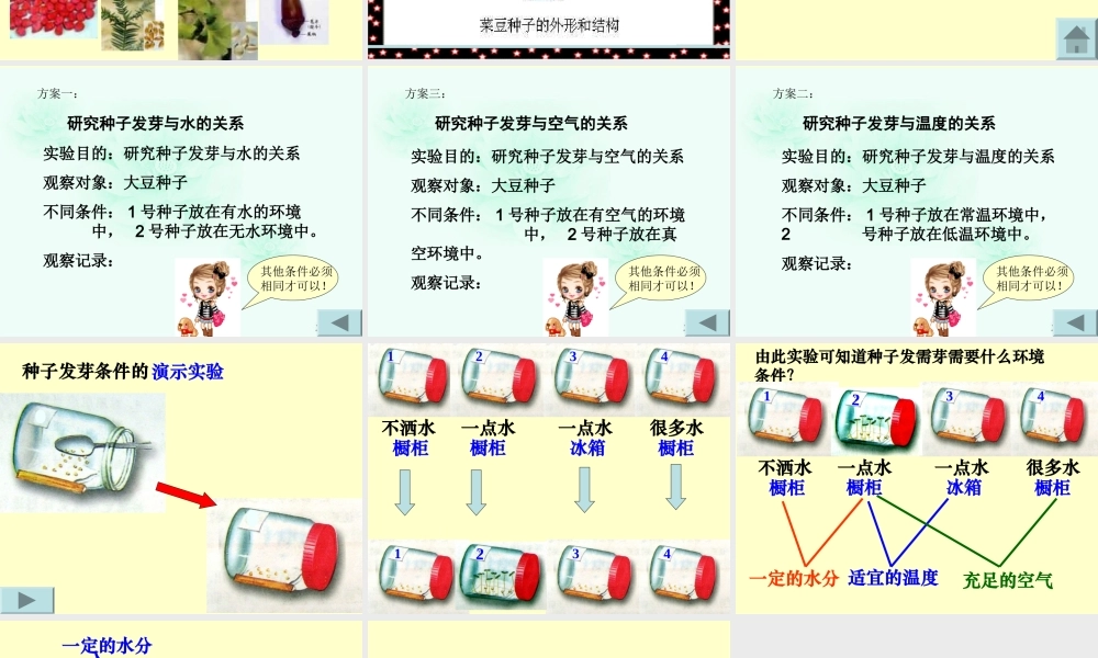 青岛小学科学五下《10.种子发芽了》PPT课件 (6) .ppt