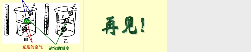 青岛小学科学五下《10.种子发芽了》PPT课件 (6) .ppt