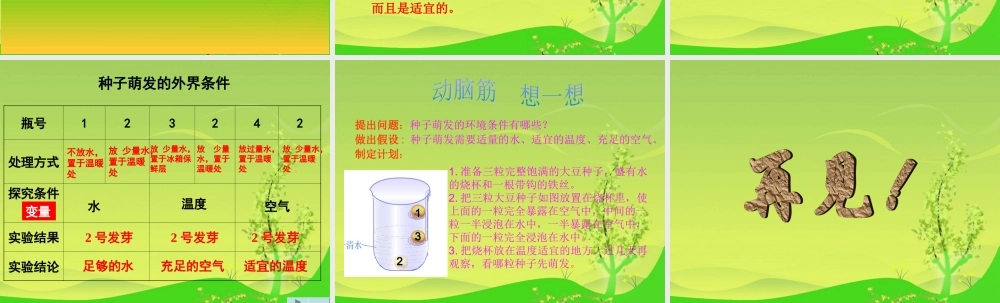 青岛小学科学五下《10.种子发芽了》PPT课件 (7) .ppt