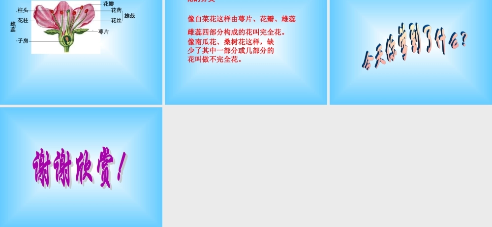 青岛小学科学五下《12.植物的花》PPT课件 (2) .ppt