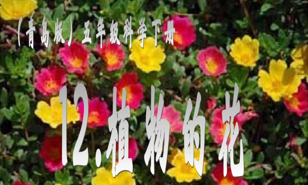 青岛小学科学五下《12.植物的花》PPT课件 (3) .ppt
