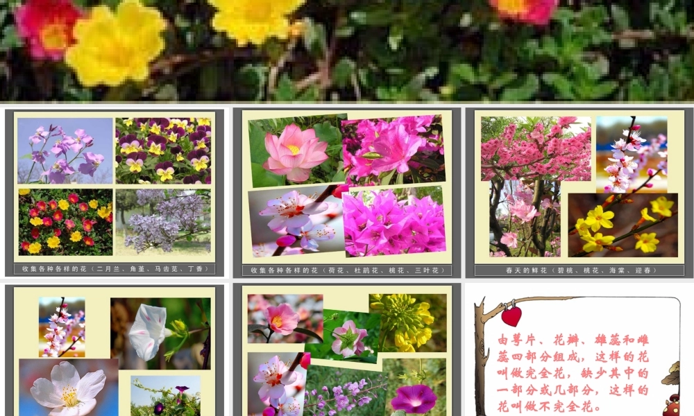 青岛小学科学五下《12.植物的花》PPT课件 (3) .ppt