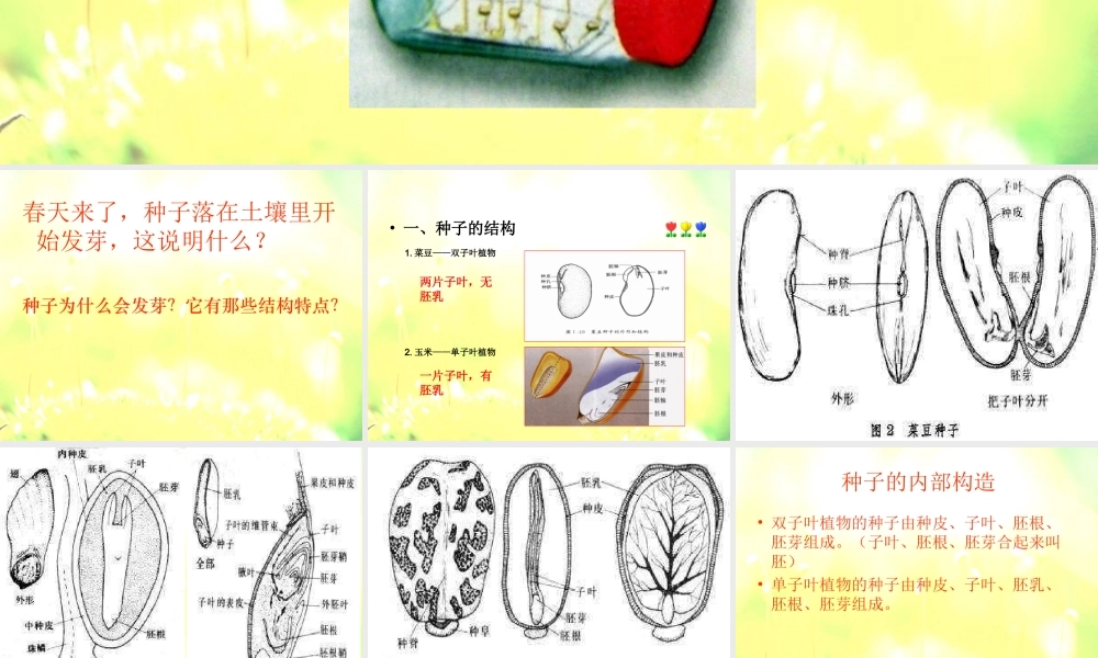 青岛小学科学五下《10.种子发芽了》PPT课件 (2) .ppt