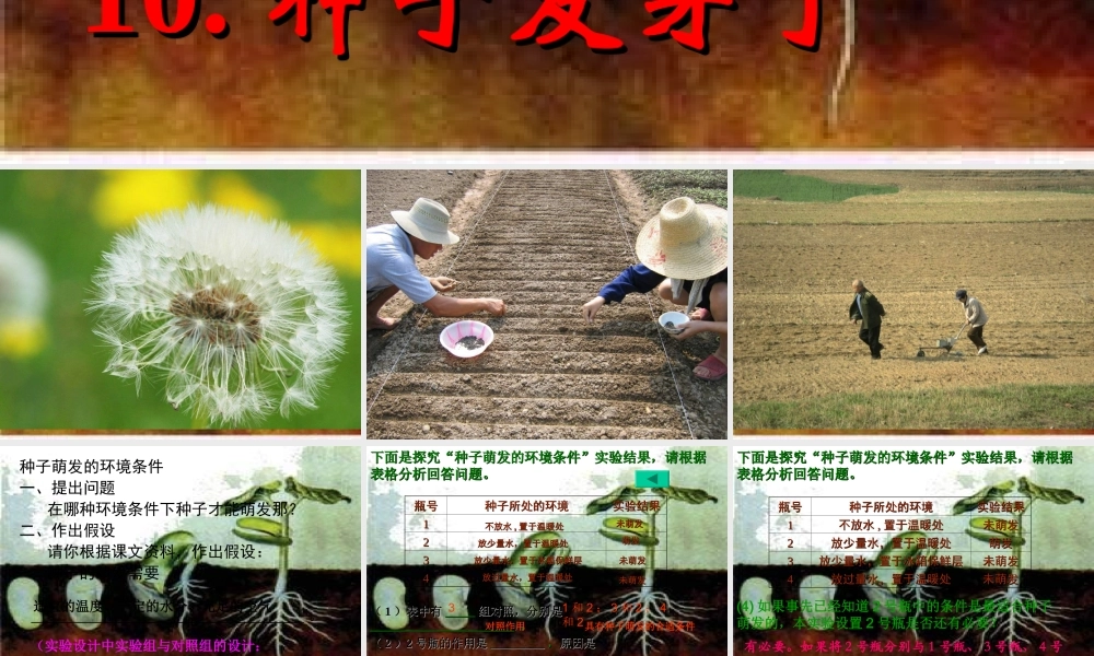 青岛小学科学五下《10.种子发芽了》PPT课件 (1) .ppt