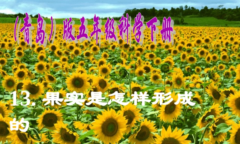 青岛小学科学五下《13.果实是怎样形成的》PPT课件.ppt