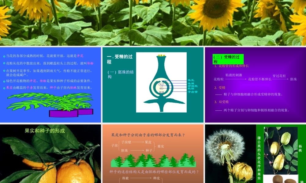 青岛小学科学五下《13.果实是怎样形成的》PPT课件.ppt
