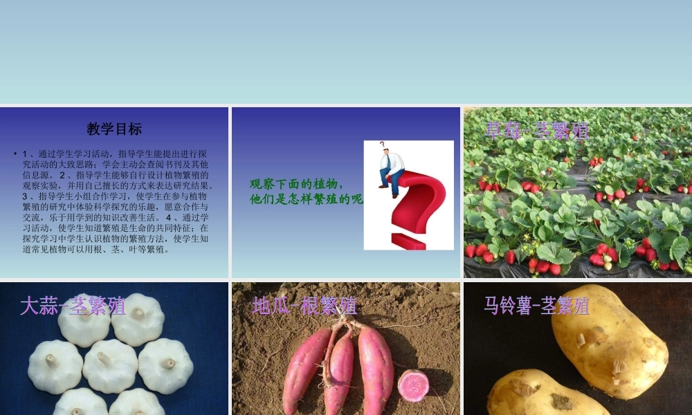 青岛小学科学五下《14.植物的“分身术”》PPT课件 (1) .ppt