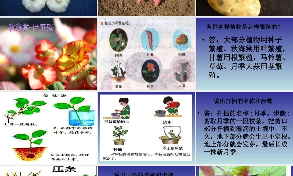 青岛小学科学五下《14.植物的“分身术”》PPT课件 (1) .ppt