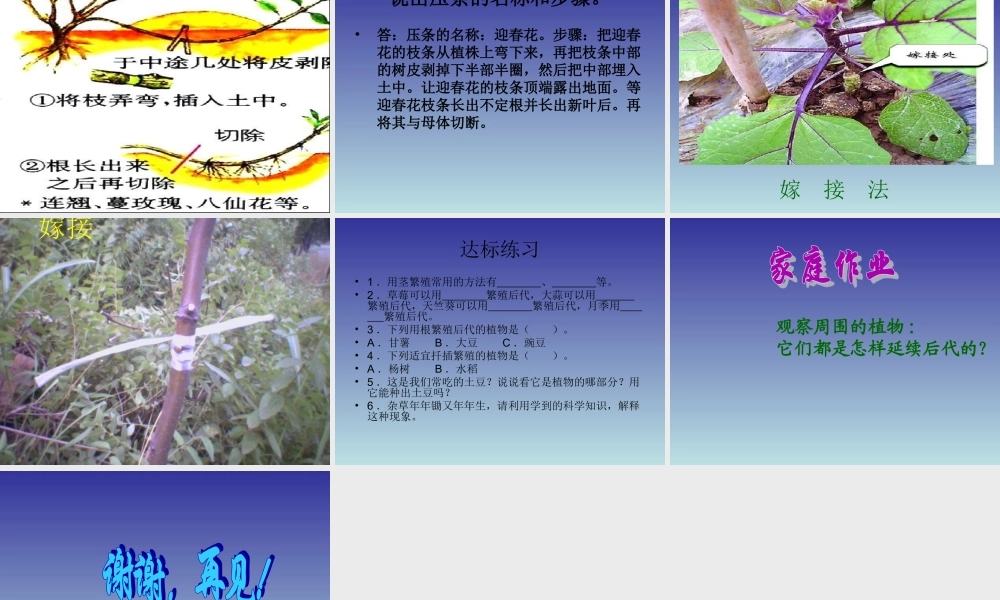 青岛小学科学五下《14.植物的“分身术”》PPT课件 (1) .ppt