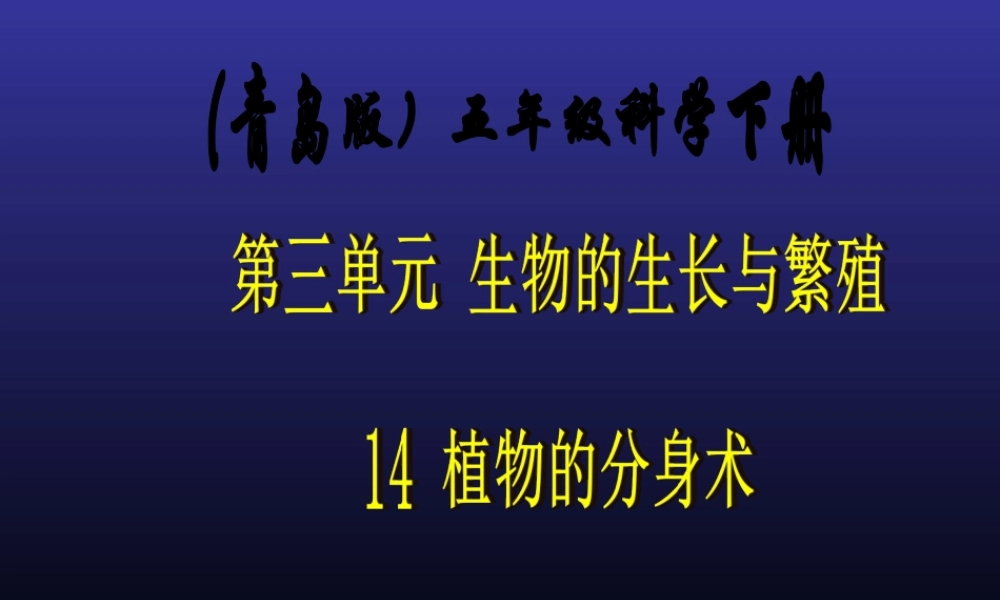 青岛小学科学五下《14.植物的“分身术”》PPT课件 (2) .ppt