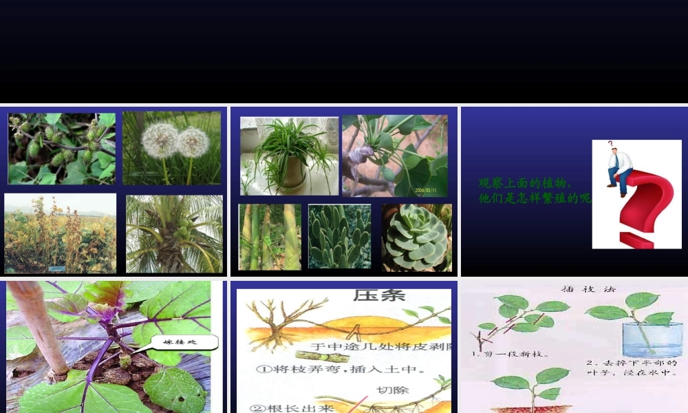 青岛小学科学五下《14.植物的“分身术”》PPT课件 (2) .ppt