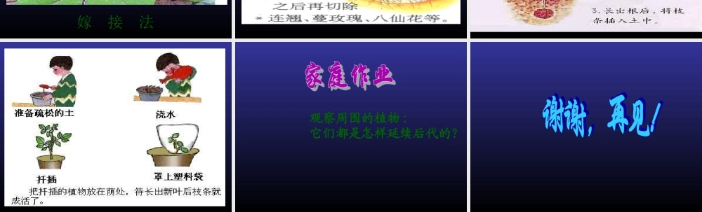 青岛小学科学五下《14.植物的“分身术”》PPT课件 (2) .ppt