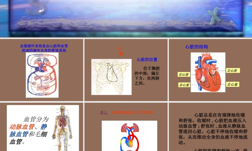 青岛小学科学五下《3.心脏和血管》PPT课件 (3) .ppt