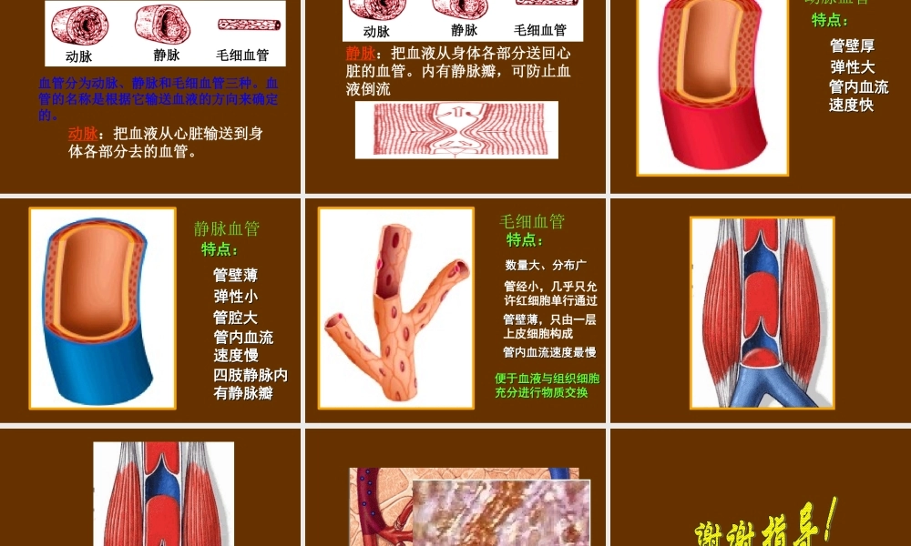 青岛小学科学五下《3.心脏和血管》PPT课件 (2) .ppt