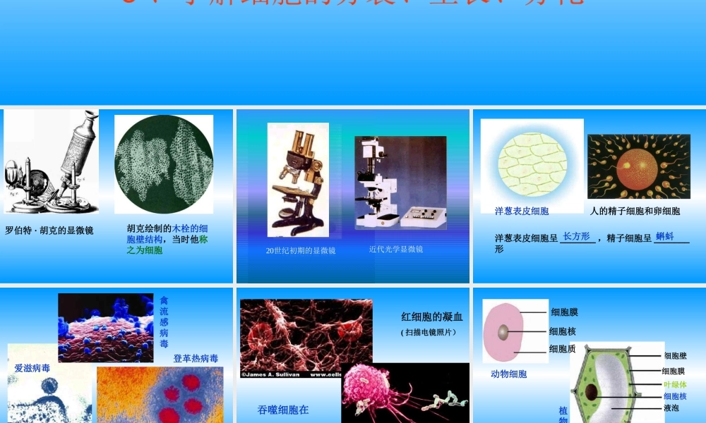 青岛小学科学六下《1. 细胞》PPT课件 (1).ppt