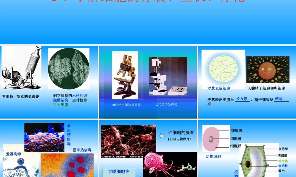 青岛小学科学六下《1. 细胞》PPT课件 (2).ppt