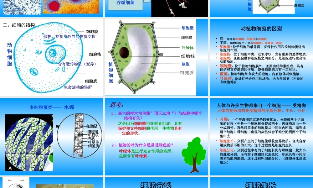 青岛小学科学六下《1. 细胞》PPT课件 (2).ppt