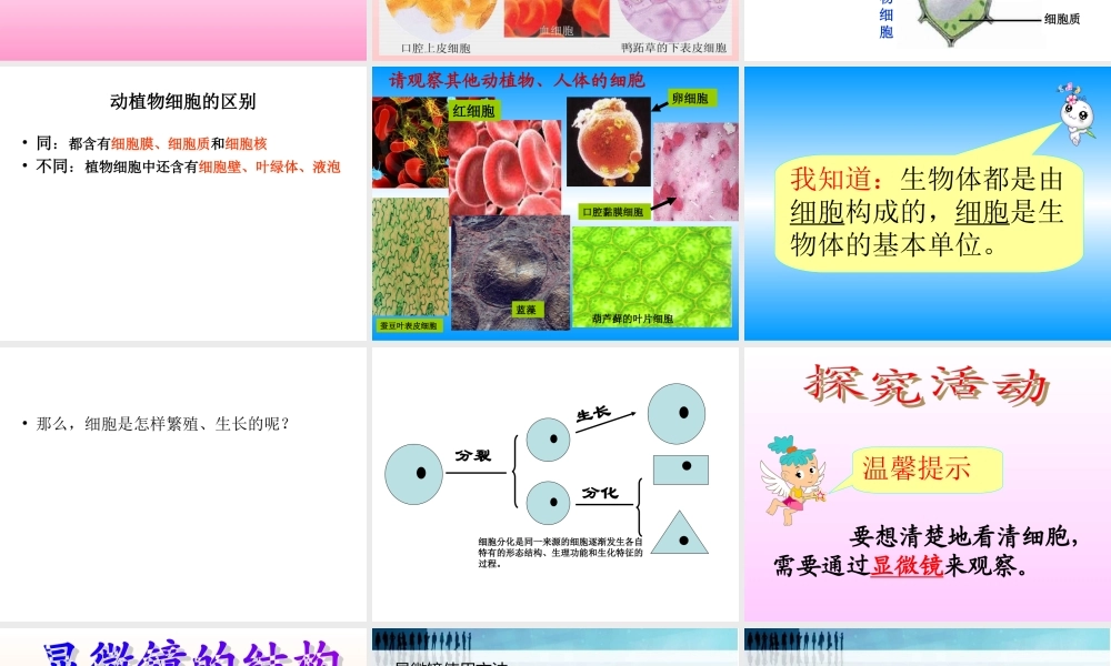 青岛小学科学六下《1. 细胞》PPT课件 (5).ppt
