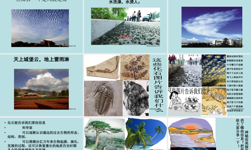 青岛小学科学六下《16、来自大自然的信息》PPT课件 (7) .ppt