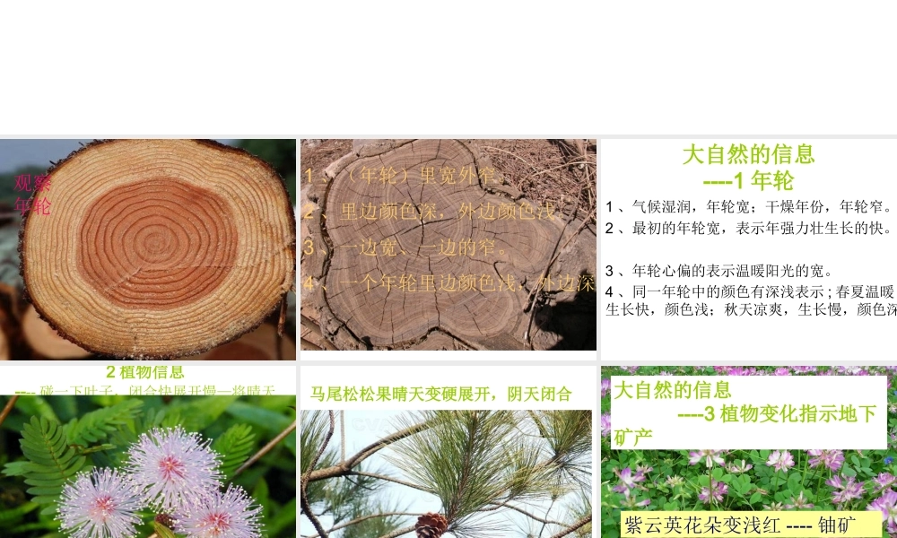 青岛小学科学六下《16、来自大自然的信息》PPT课件 (8) .ppt