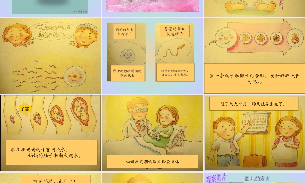 青岛小学科学六下《2 . 我从哪里来》PPT课件 (5) .ppt