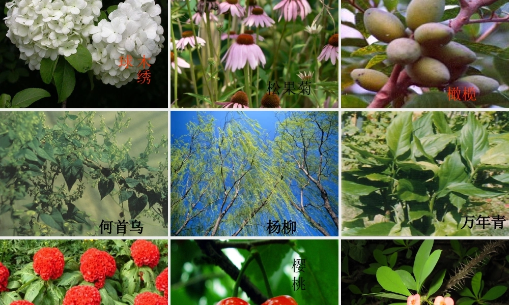 青岛小学科学四上《1 植物的身体》PPT课件 (1) .ppt